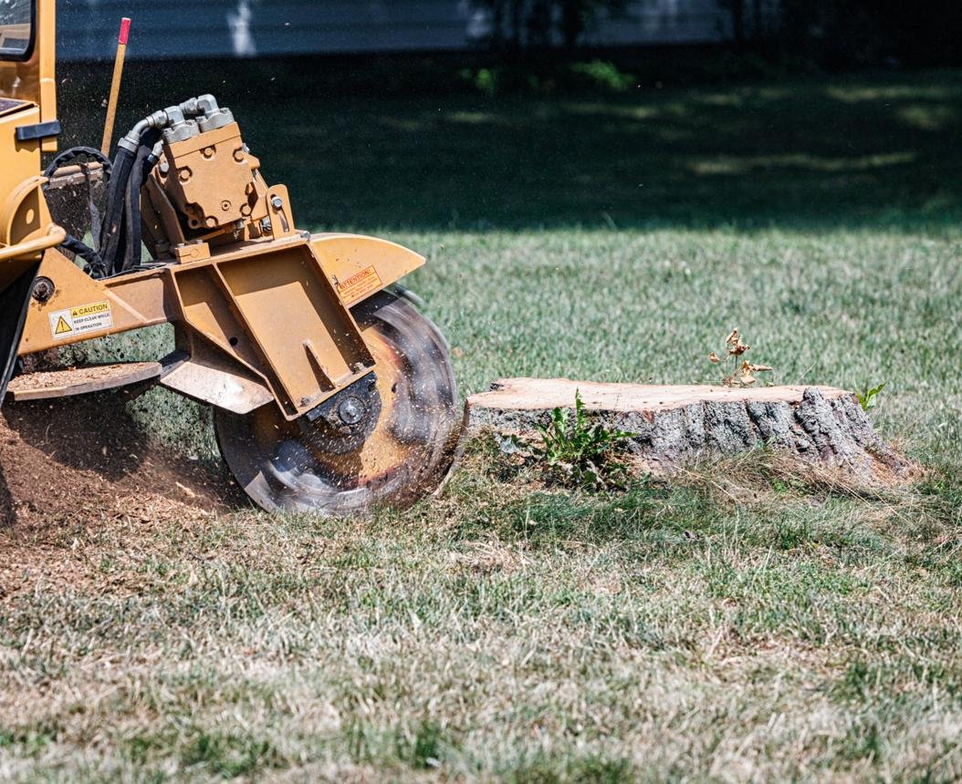 Stump grinding in progress
