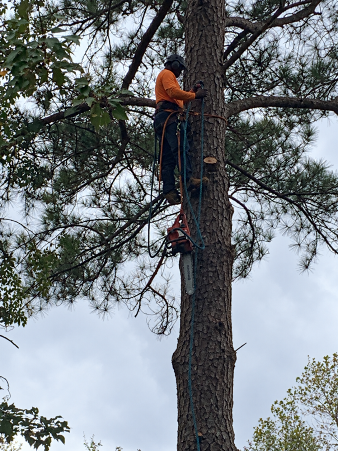 Professional climber tree removal