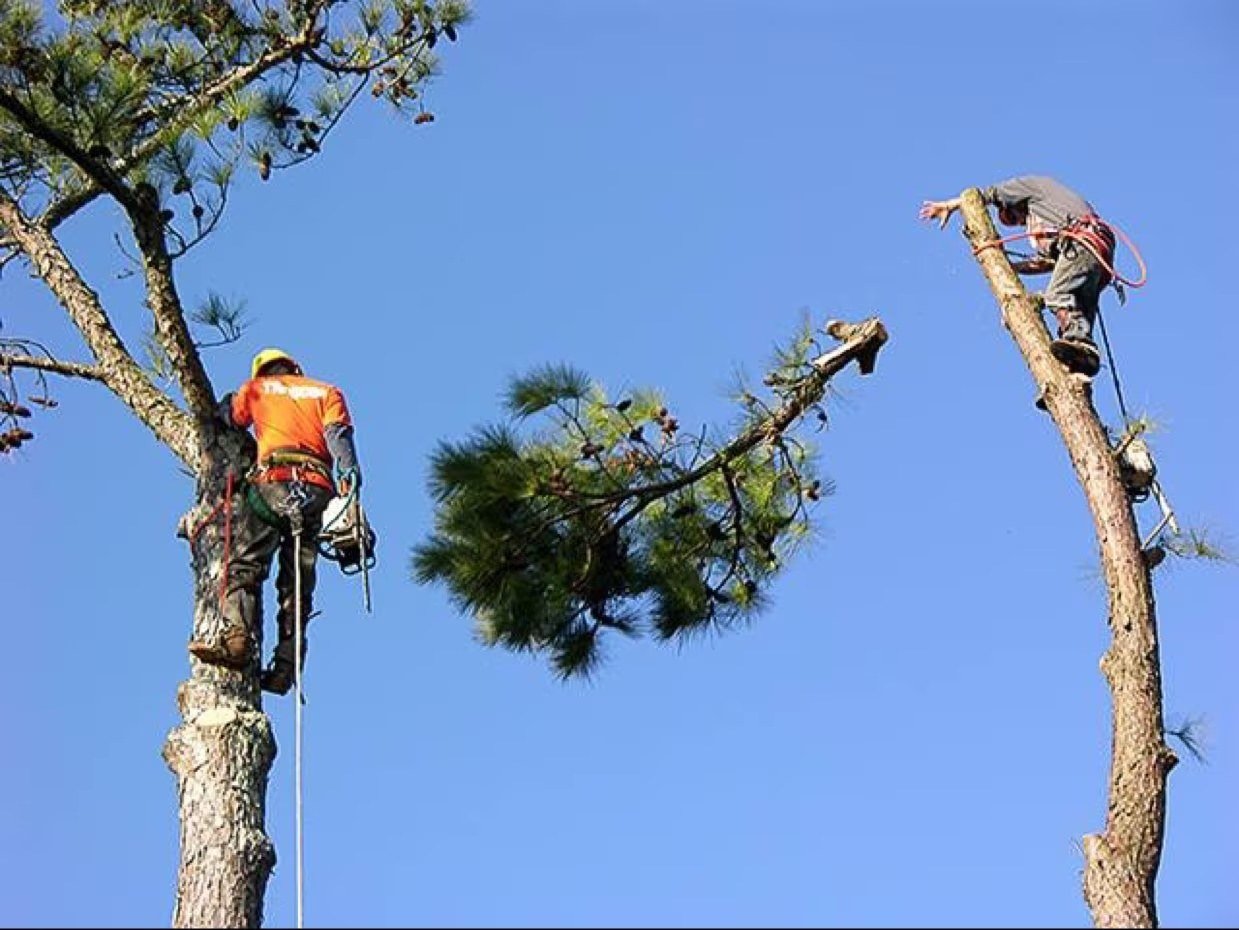 Ballentine Tree Service climber performing professional tree removal