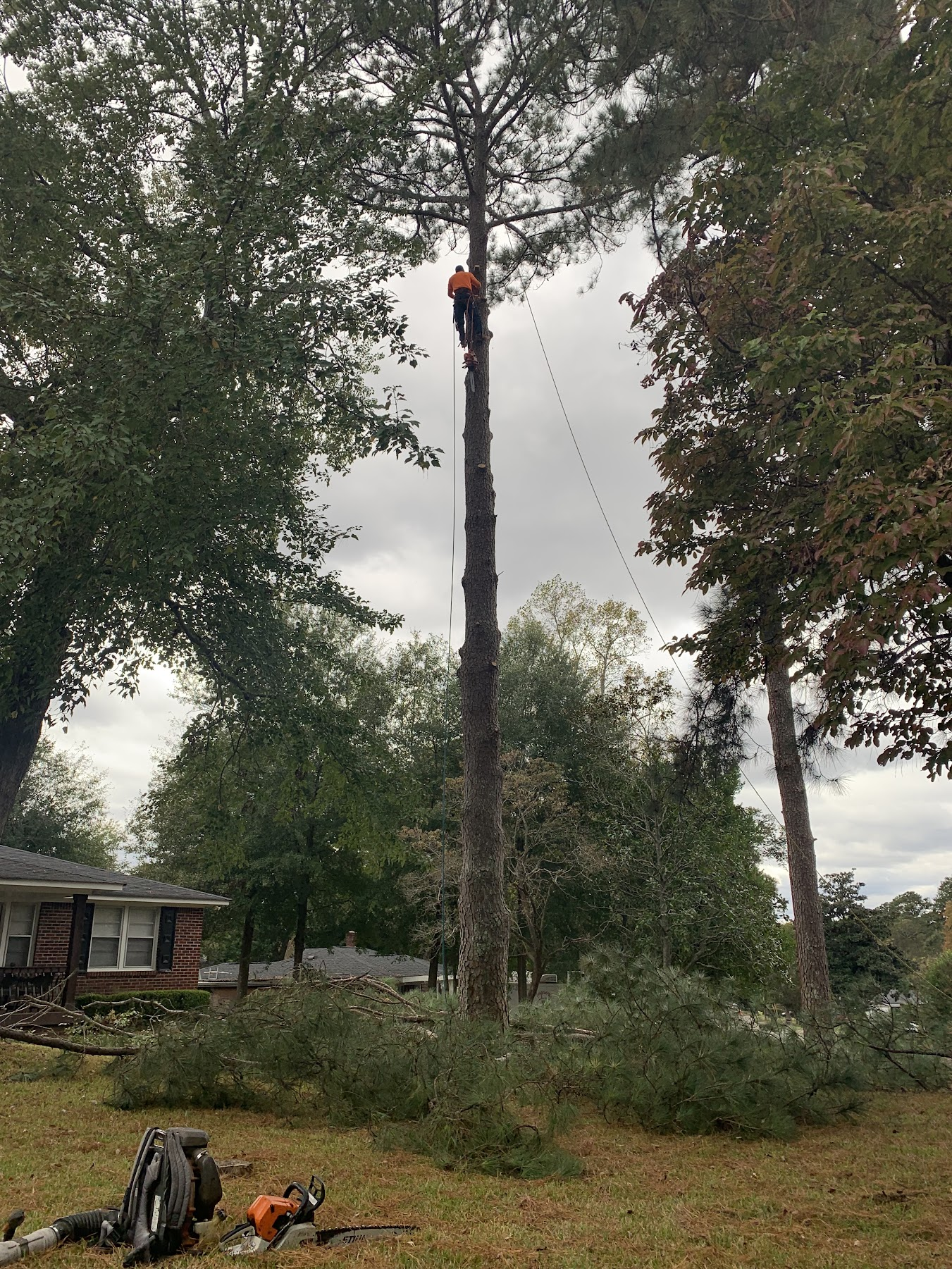 Tree removal take-down in progress