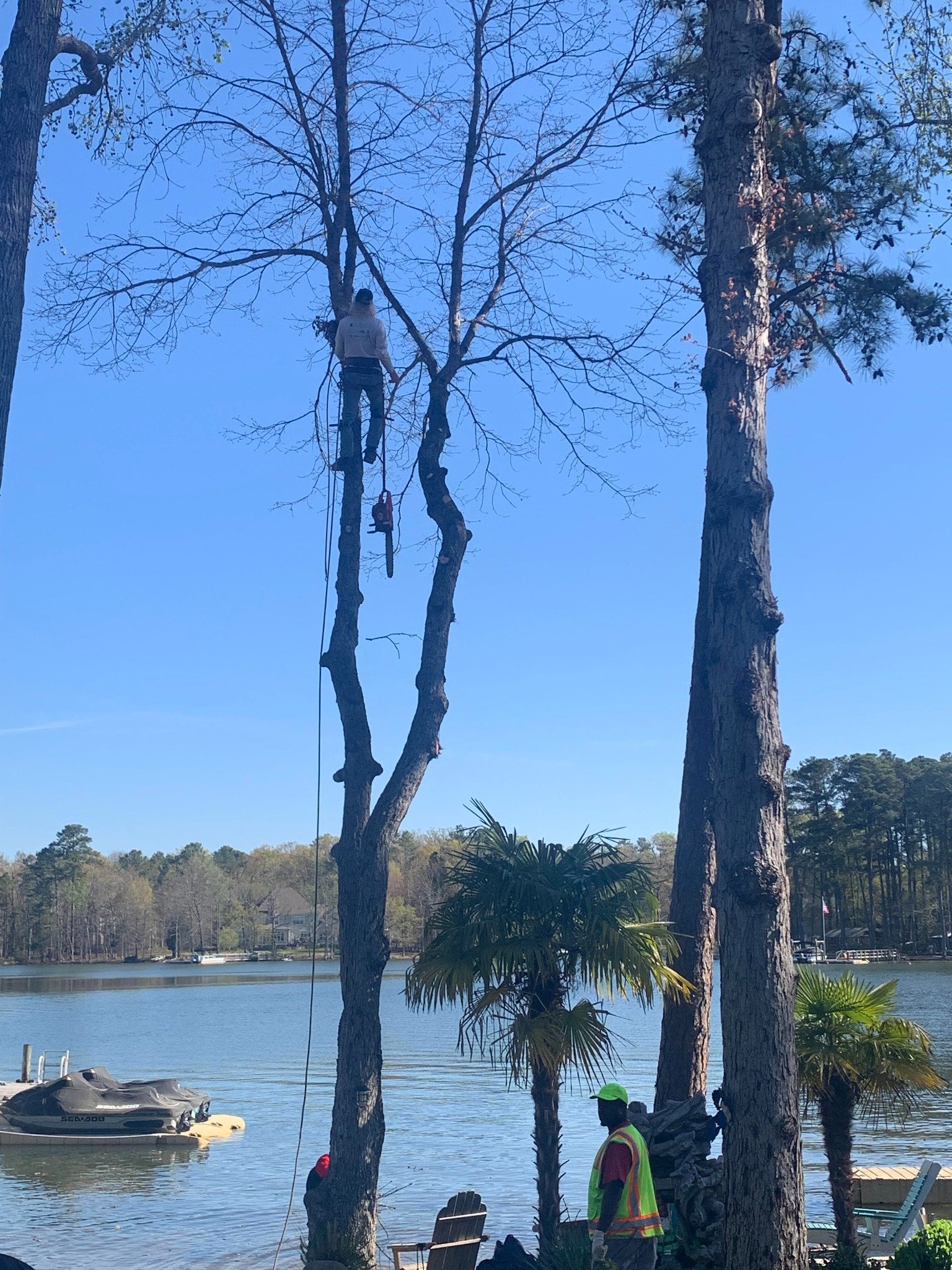 Ballentine Tree Service tree removal during a property clearing project