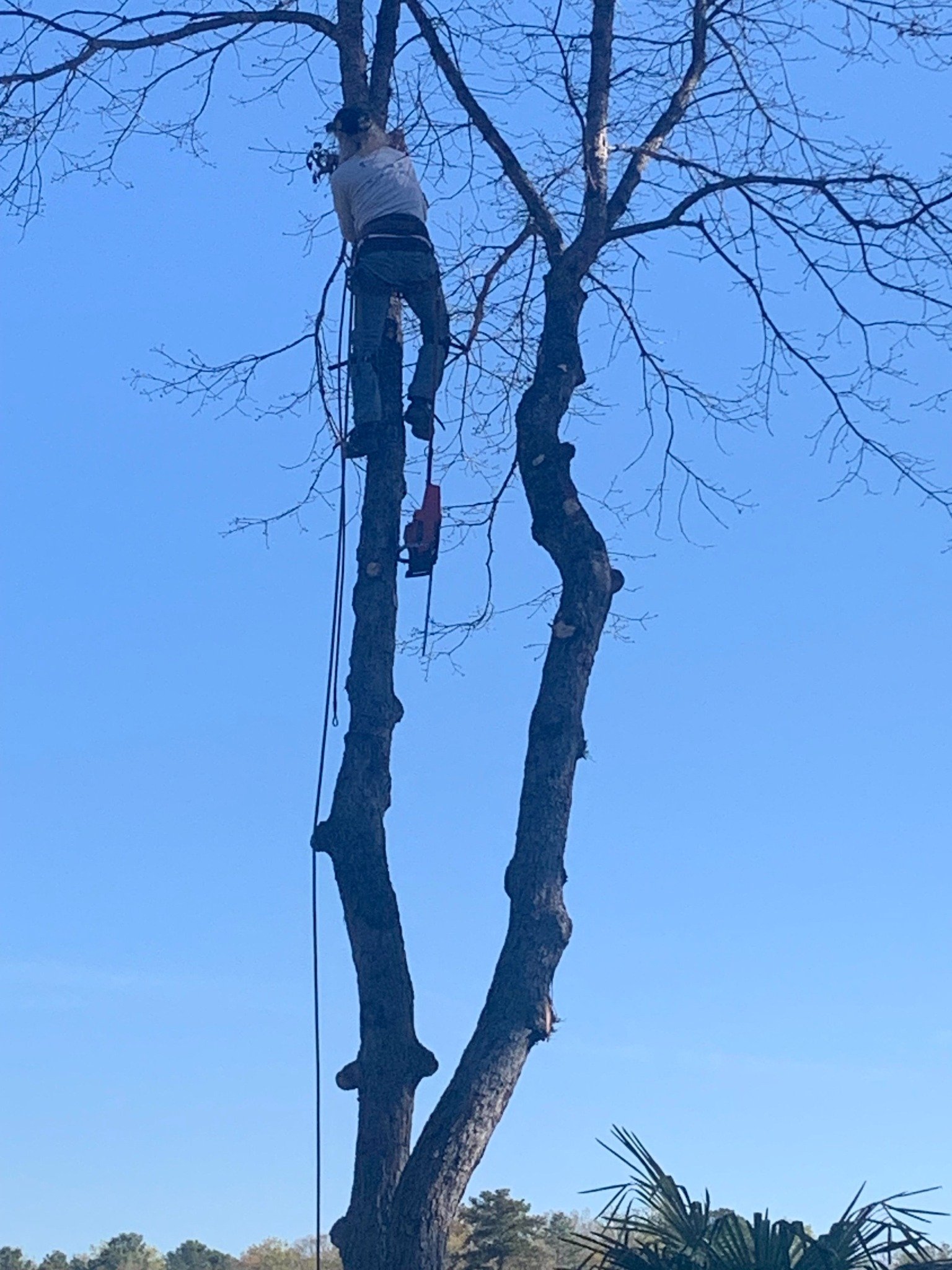 Close view of a climber completing a tree take-down