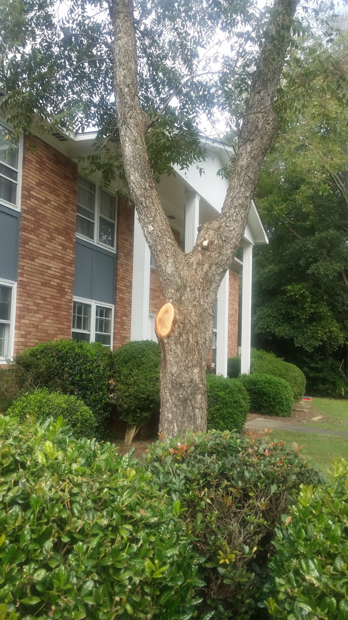 Real Ballentine Tree Service tree trimming project beside a home